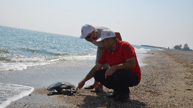 Mersin sahilinde ölü Nil kaplumbağası bulundu