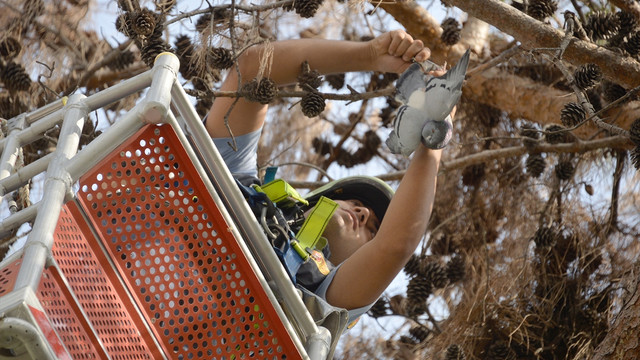 Mersin'de ağaçta mahsur kalan sakat güvercin kurtarıldı