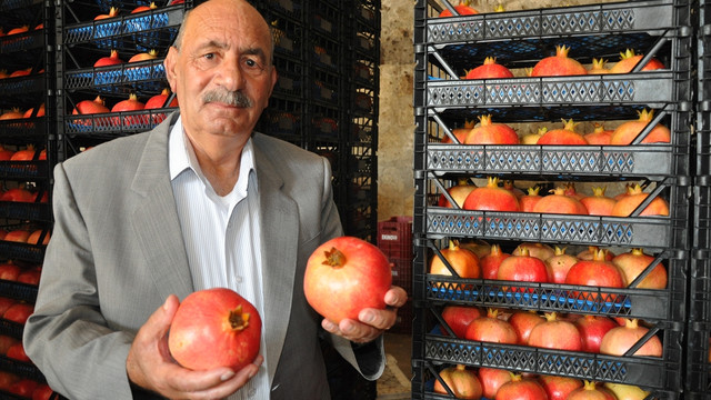 Mersin'de nar hasadı başladı