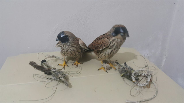 Mersin'de şahin avcıları yakalandı