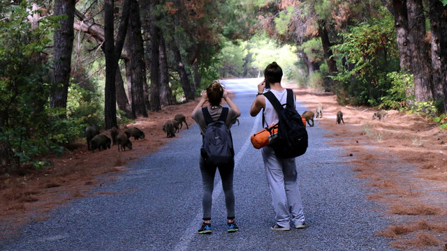 Milli Parktaki domuzlar turistlerin ilgi odağı oldu