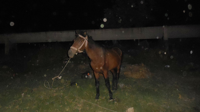 Motosiklet ata çarptı: 2 yaralı