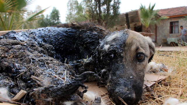 Muğla'da zifte saplanan köpek yavrusu kurtarıldı