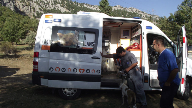Ölüme terk edilen köpeklere Büyükşehir Belediyesi sahip çıktı