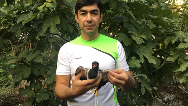 Osmaniye'de yaralı Kızıl ibikli kız kuşu bulundu