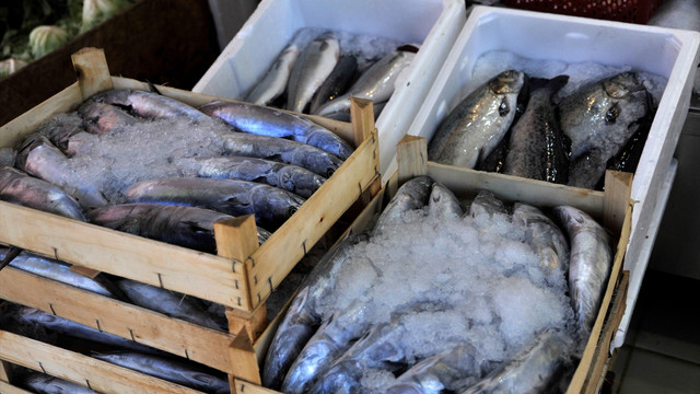 Palamut bolluğu fiyatları düşürmeye devam ediyor