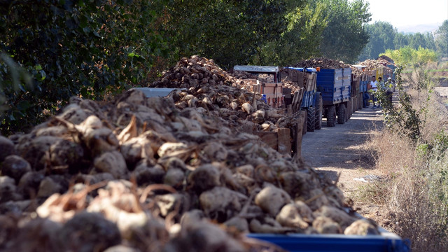 Pancar teslimi için 3 kilometrelik traktör kuyruğu