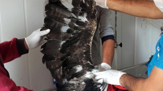 Pendik'te yaralı halde bulunan kartal tedavi edildi