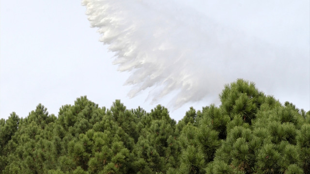 Pendik'te orman yangını
