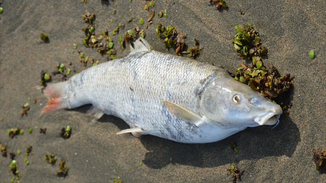 Sakarya Nehri'nde balık ölümlerine inceleme