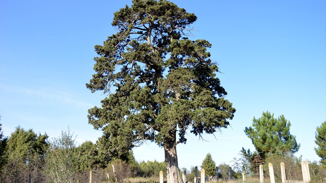 Sakarya'da 7 asırlık ağlayan ardıç turizme kazandırılacak