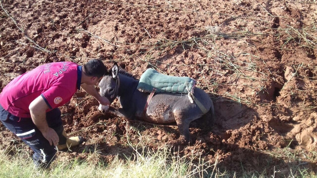 Şanlıurfa'da bataklığa saplanan eşeği itfaiye kurtardı