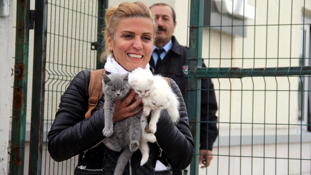 Sınırda yakalanan kediler ihaleyle satıldı