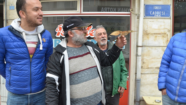 Sinop'ta yaralı halde bulunan balaban kuşu tedaviye alındı