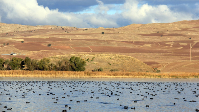 Sivas'ın kuş cenneti Hafik Gölü