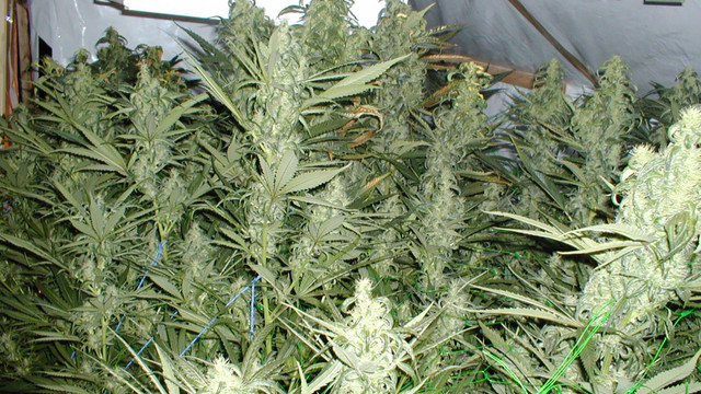 1 ton 100 kilogram skunk İstanbulda ele geçirildi