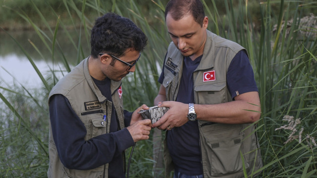 Su samurlarının yaşam alanını tespit çalışmaları