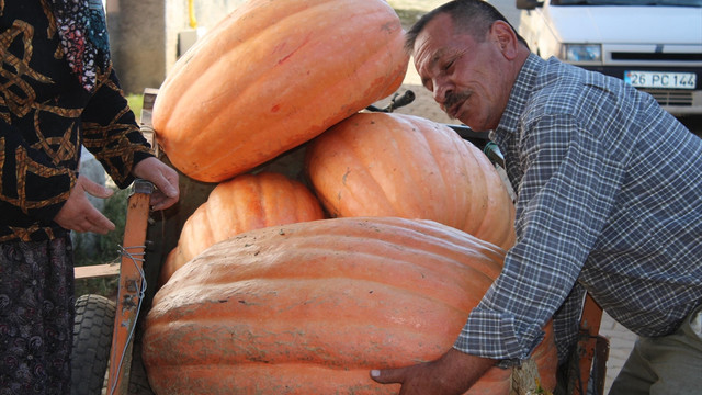 Tarlasında 105 kilogramlık kabak yetiştirdi