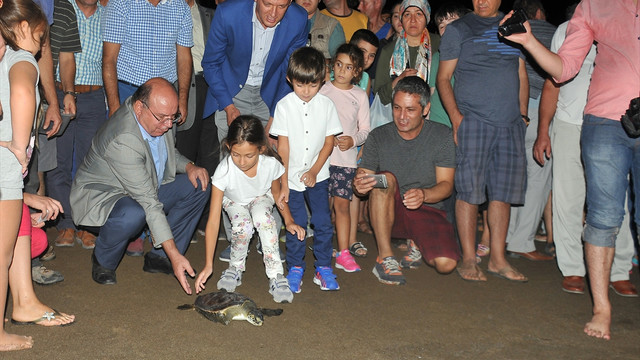 Tedavileri tamamlanan caretta carettalar deniz ile buluştu