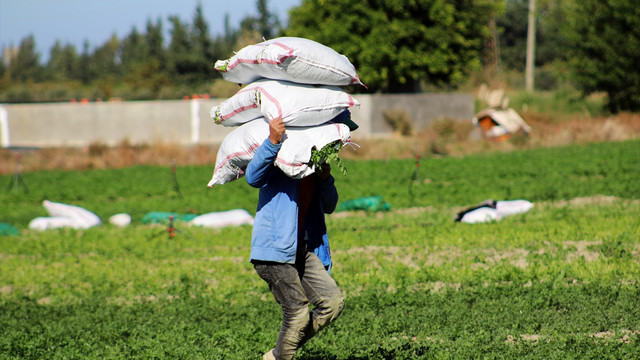 Türkiye'deki maydanozun yüzde 40'ı Hatay'da yetişiyor
