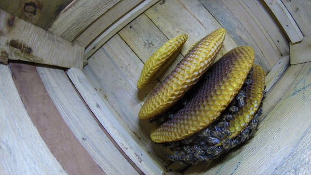 Türkiye'nin balı dünyada marka olacak