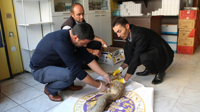 Yaralı tilki tedavi edilerek doğaya salındı
