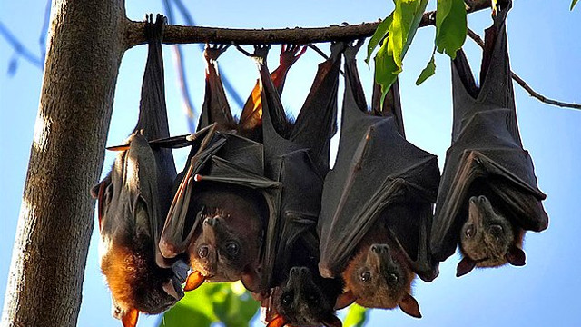 Denediği pantolonun cebinden yarasa çıkan kadın suç duyurusunda bulundu!