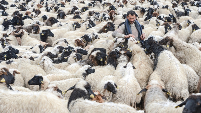 Yayladan koyunlarını indiren besiciler kara yakalandı