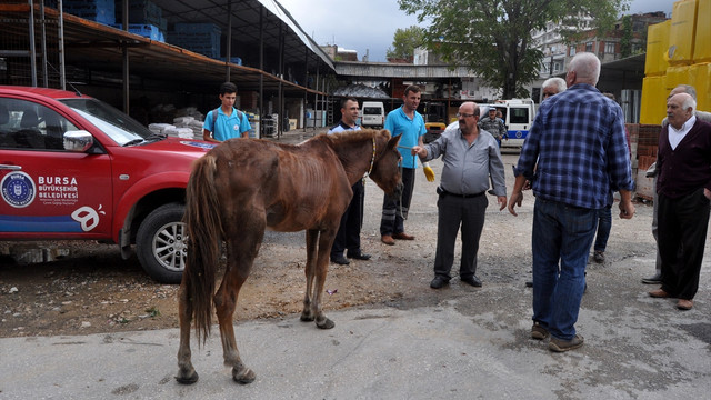 Yorgun ve zayıf düşen at yolda yere yığıldı