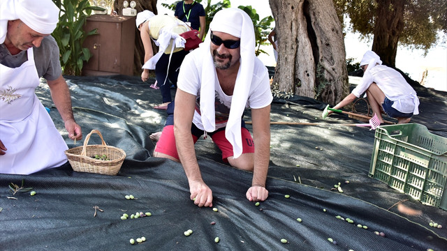 Zeytin ağaçlarının hasadını turistler yaptı