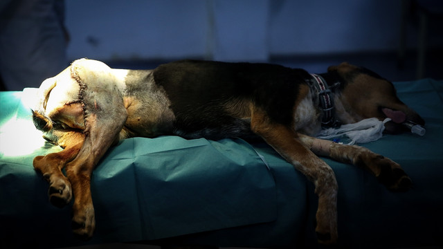 5 ayaklı köpek ameliyat edildi