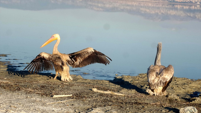 50 yabani hayvan bir daha doğal hayata dönemeyecek