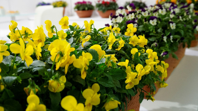 8. Uluslararası Süs Bitkileri, Peyzaj ve Yan Sanayileri İhtisas Fuarı