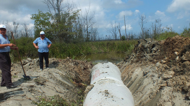 Acarlar Longozu'nda rehabilitasyon çalışmaları
