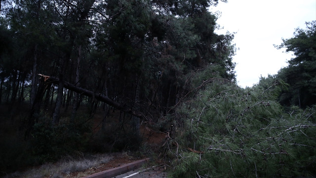 Adana'da kuvvetli rüzgar