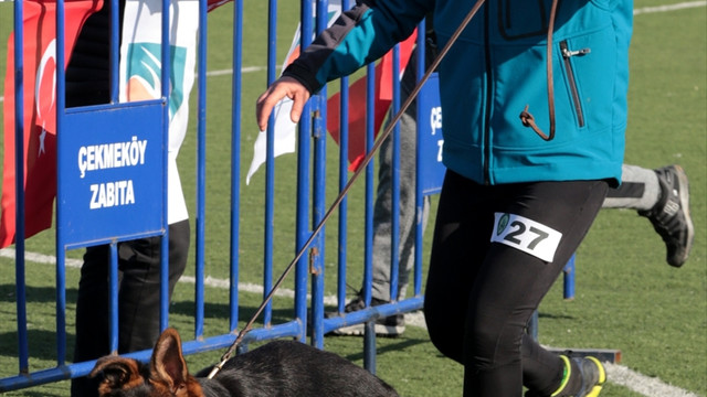 Alman Çoban Köpekleri Türkiye Şampiyonası yapıldı