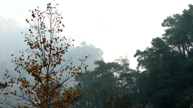 Antalya'da orman yangını