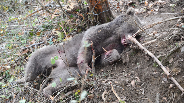 Avcıların tuzağına yakalanan ayı kurtarıldı