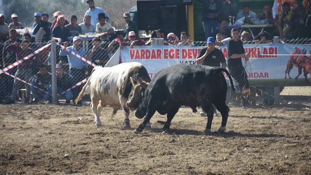 Aydın'da boğa güreşleri