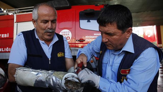 Başını sıkıştıran kedi yavrusunu itfaiye kurtardı