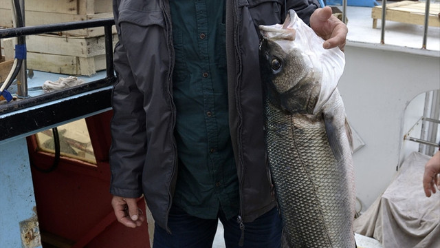 Bir metrelik levrek bin liraya satıldı