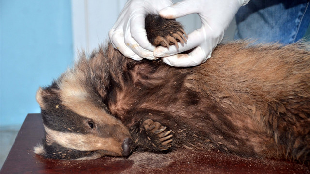 Bitkin bulunan porsuk tedavi altına alındı