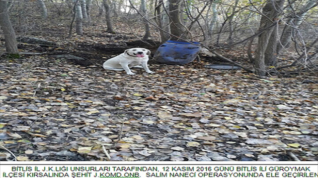 Bitlis'te terör operasyonu