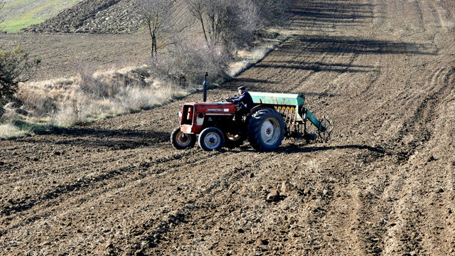 Bulgurun atası siyezin ekimine başlandı
