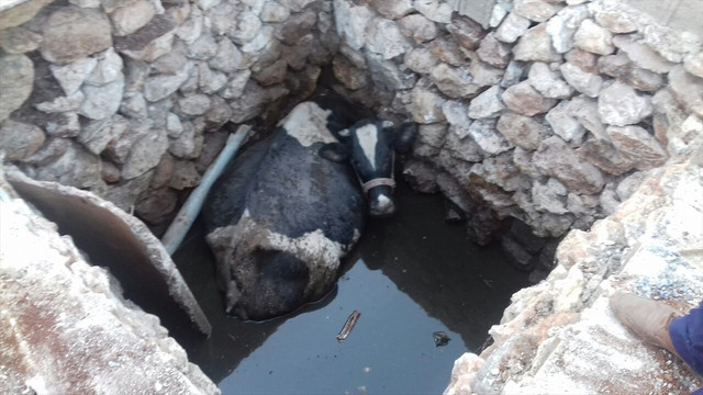 Çukura düşen inek 5 saatte kurtarıldı