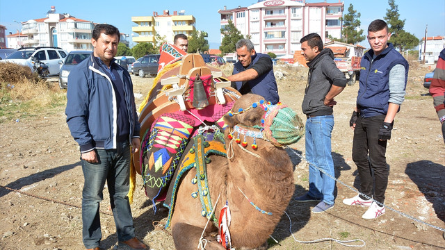 Develere davul zurnayla havut giydirildi