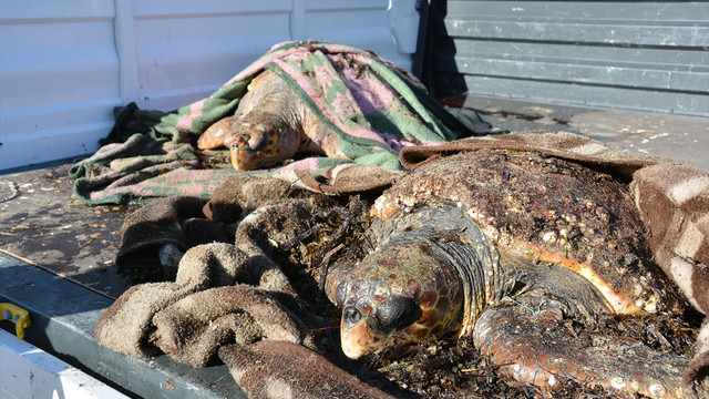 Didim sahilinde bulunan 3 caretta caretta korumaya alındı