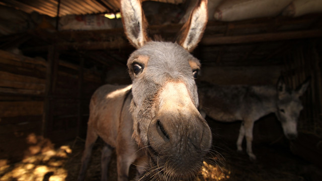 Eşek sütüne yoğun ilgi
