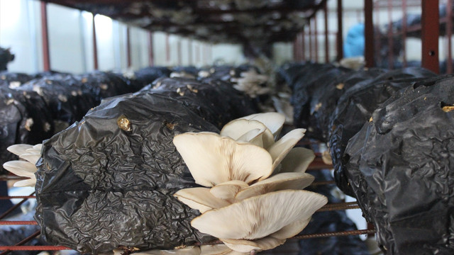 Genç çiftin hayali Genç Çiftçi Projesi ile gerçekleşti