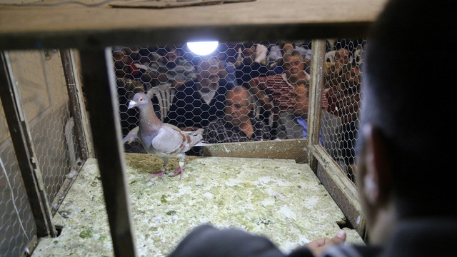 5 bin liraya güvercin